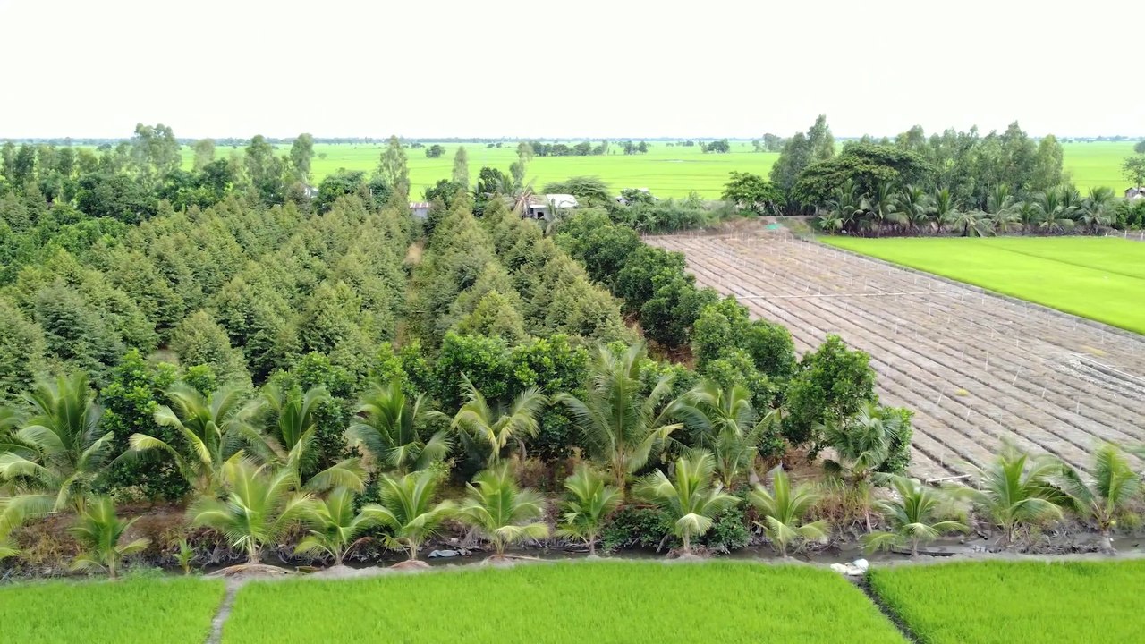 NHÀ HAI LÚA | CÂY SẦU RIÊNG BÉN RỄ TRÊN ĐẤT PHÈN