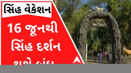 સિંહ વેકેશનઃ 16 જૂનથી સાસણ ગીરમાં નહીં જોઇ શકાય સિંહ, જુઓ વીડિયો