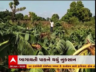 Amreli: ભારે પવન સાથે ખાબકેલા વરસાદથી બાગાયતી પાકને થયું ભારે નુકસાન, જુઓ વીડિયો