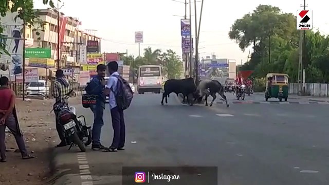બે આખલા વચ્ચે યુદ્ધ સર્જાયું, રાહદારીઓને હાલાકી