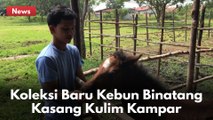 Kebun Binatang kasang Kulim Tambah Koleksi Usai Lahirnya Seekor Anak Kuda !!