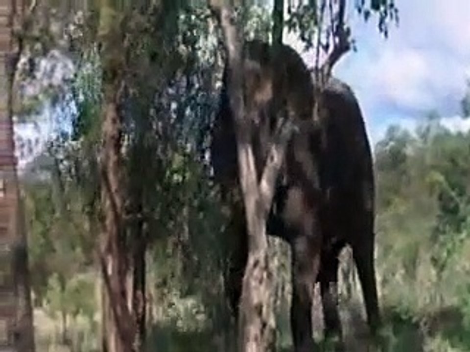 Marula l'arbre qui amuse les animaux