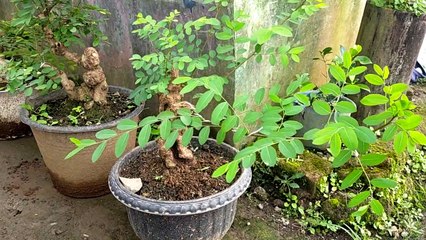 Kumpulan Bonsai ileng ileng terbaru Indonesia