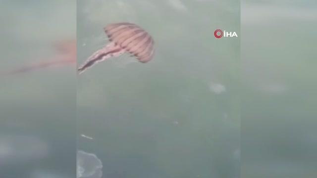 İstanbul'da Marmara Denizi'nde 'Pusula Deniz Anası' tehlikesi