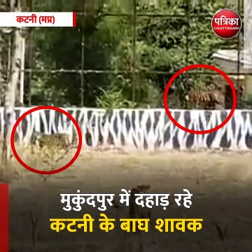 कटनी (मप्र): मुकुंदपुर में दहाड़ रहे कटनी के बाघ शावक