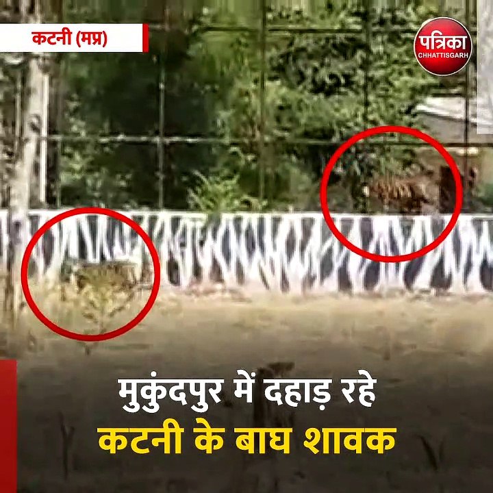 कटनी (मप्र): मुकुंदपुर में दहाड़ रहे कटनी के बाघ शावक