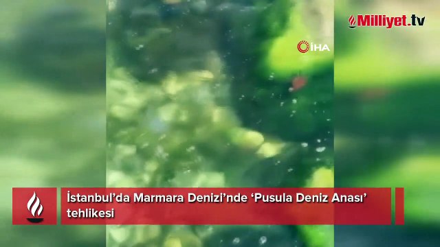 İstanbul’da Marmara Denizi’nde ‘Pusula Deniz Anası’ tehlikesi