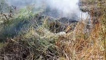 जलदाय विभाग के पंप हाउस में गांजे की पैदावार, आबकारी दस्ते ने नष्ट किए 150 पौधे
