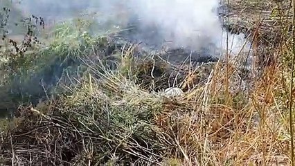 जलदाय विभाग के पंप हाउस में गांजे की पैदावार, आबकारी दस्ते ने नष्ट किए 150 पौधे