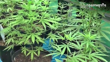 "ปลดล็อกกัญชา" 9 มิ.ย.นี้ ผบช.ภ.3 แนะประชาชนใช้ให้ถูกวิธีเพื่อสุขภาพ