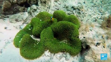 Journée mondiale de l'océan : au Kenya, une ONG replante des coraux