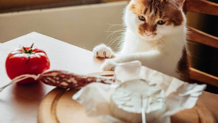 Katzen & Käse: Dürfen die Vierbeiner die Leckereien essen?
