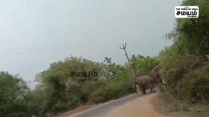 "என்னைய தாண்டி போங்க" காரை வழிமறித்த காட்டு யானைகள்!
