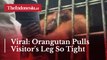 Viral: Orangutan Pulls Visitor's Leg So Tight