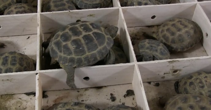 Traffico illecito di animali in via di estinzione: sequestri in 8 regioni (08.06.22)