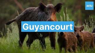 Guyancourt : des sangliers en ville !