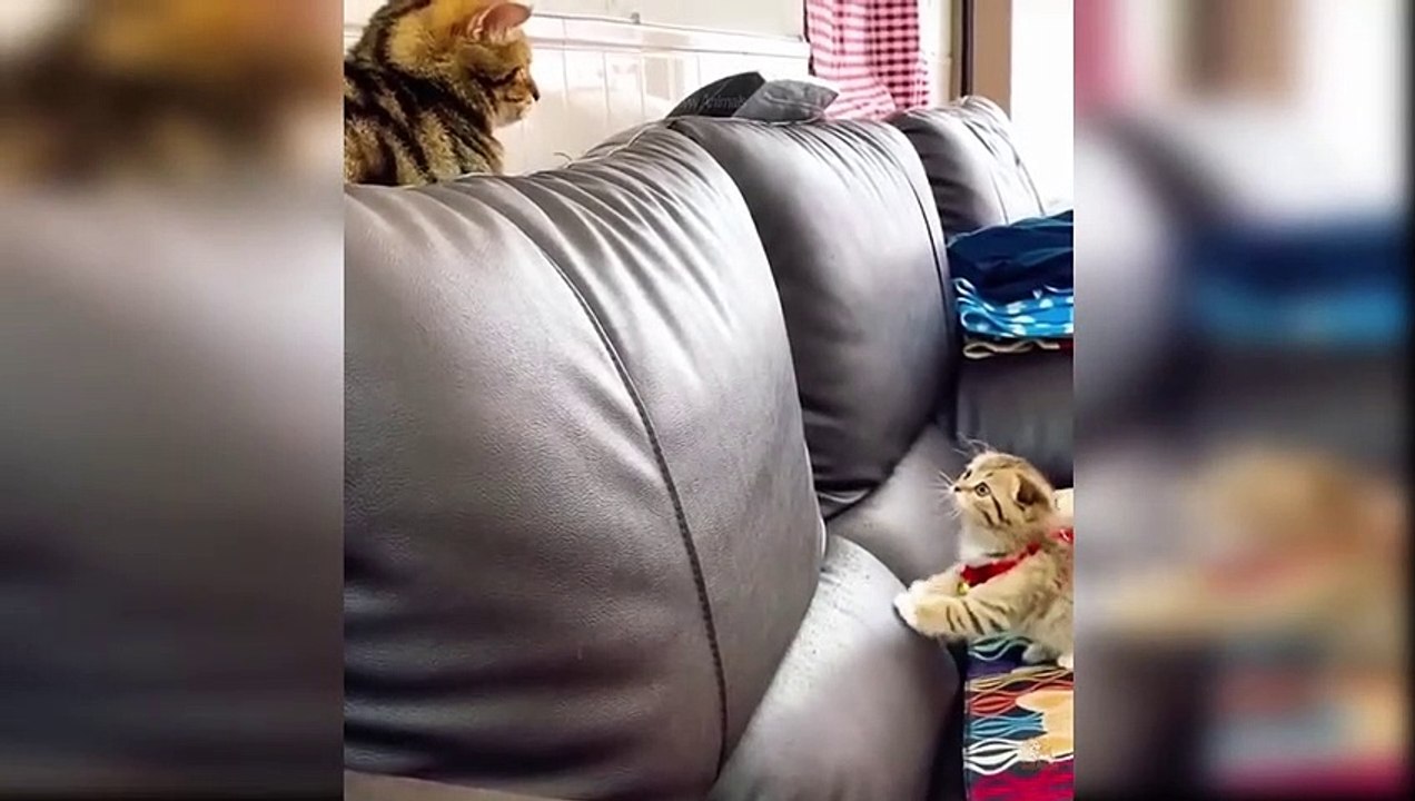 Baby Cats - Cute and Funny Cat Videos Compilation 2