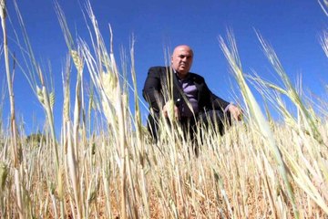 İlkbahar yağışlarının azlığı kıraç arazilerdeki buğday ve arpayı kuruttu