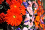 Chichester Flower Festival