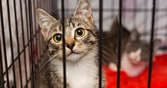 New York : un projet de loi a été adopté pour interdire la vente de chiens, chats et lapins dans les animaleries