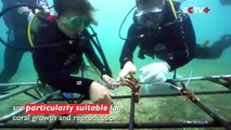Hainan Conservation Groups Create Artificial Coral Reefs to Help Restore Marine Environment