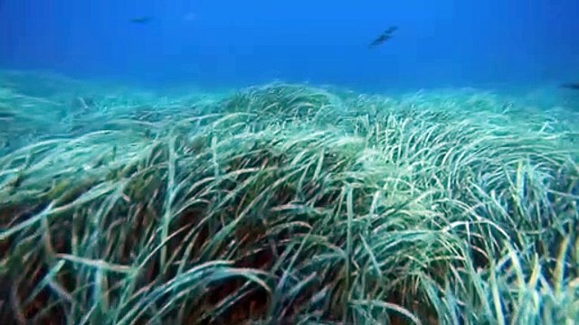 Contaminación y cambio climático como telón de fondo en el Día Mundial de los Océanos