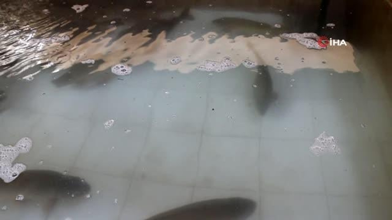 Yeni sezon yavru sazan balığı üretimi sağımla başladı