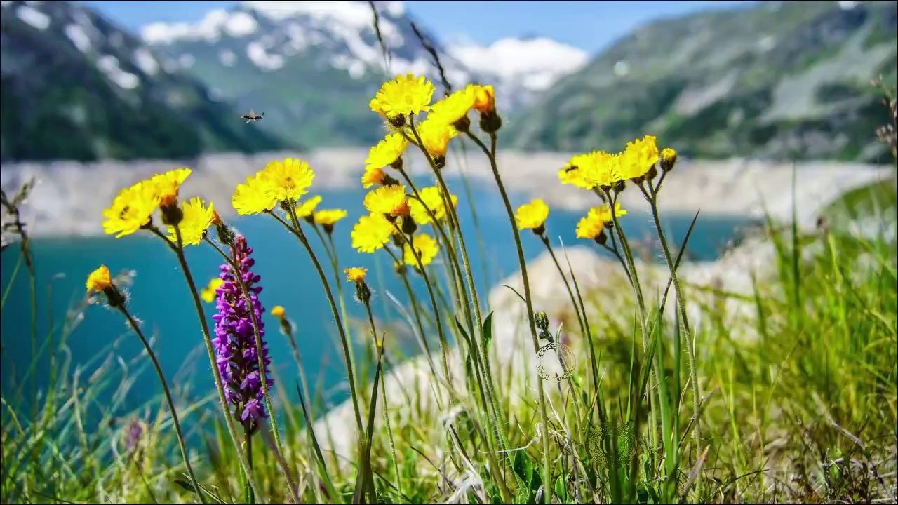 Relaxing Piano Music For Stress Relief and Sleep (No Copyright) (ANLOZ Music)