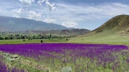 Mor renkli çiçekler doğayı süsledi