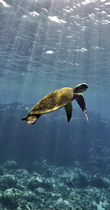 Sea Turtle in Kona, Hawaii