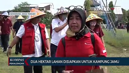 Dua Hektar Lahan Disiapkan Untuk Kampung Jamu