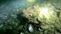 Deniz polisi Marmara Denizi'nde ender rastlanan ahtapot türünü görüntüledi