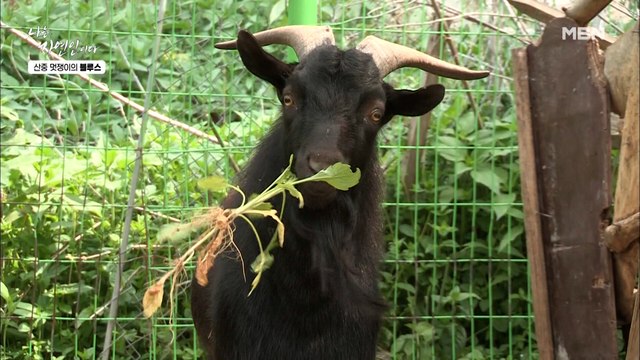 없는 동물이 없다?! 동물농장 방불케 하는 자연인 하우스♡ 귀여움은 덤이야~