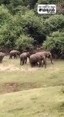 ஆழியார் அணை; முகாமிட்ட காட்டு யானைகள்; வனத்துறையினர் கண்காணிப்பு!