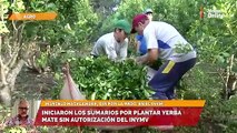 Iniciaron los sumarios por plantar yerba mate sin autorización del Inym