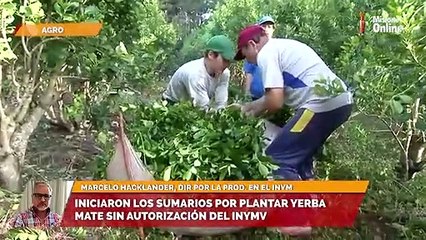 Iniciaron los sumarios por plantar yerba mate sin autorización del Inym