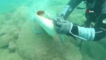 Denizi temizlemek için daldılar ağlara takılmış vatozu kurtardılar