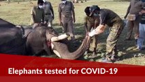 28 elephants at camp in TN’s Mudumalai Tiger Reserve tested for COVID-19