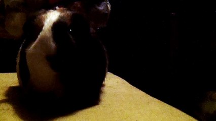 CAVIA PORCELLUS TURMERIC 102_5258