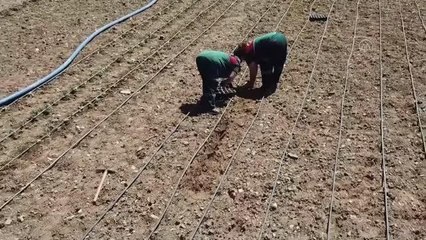 Ata tohumlarından yetiştirilen 55 bin fide toprakla buluştu