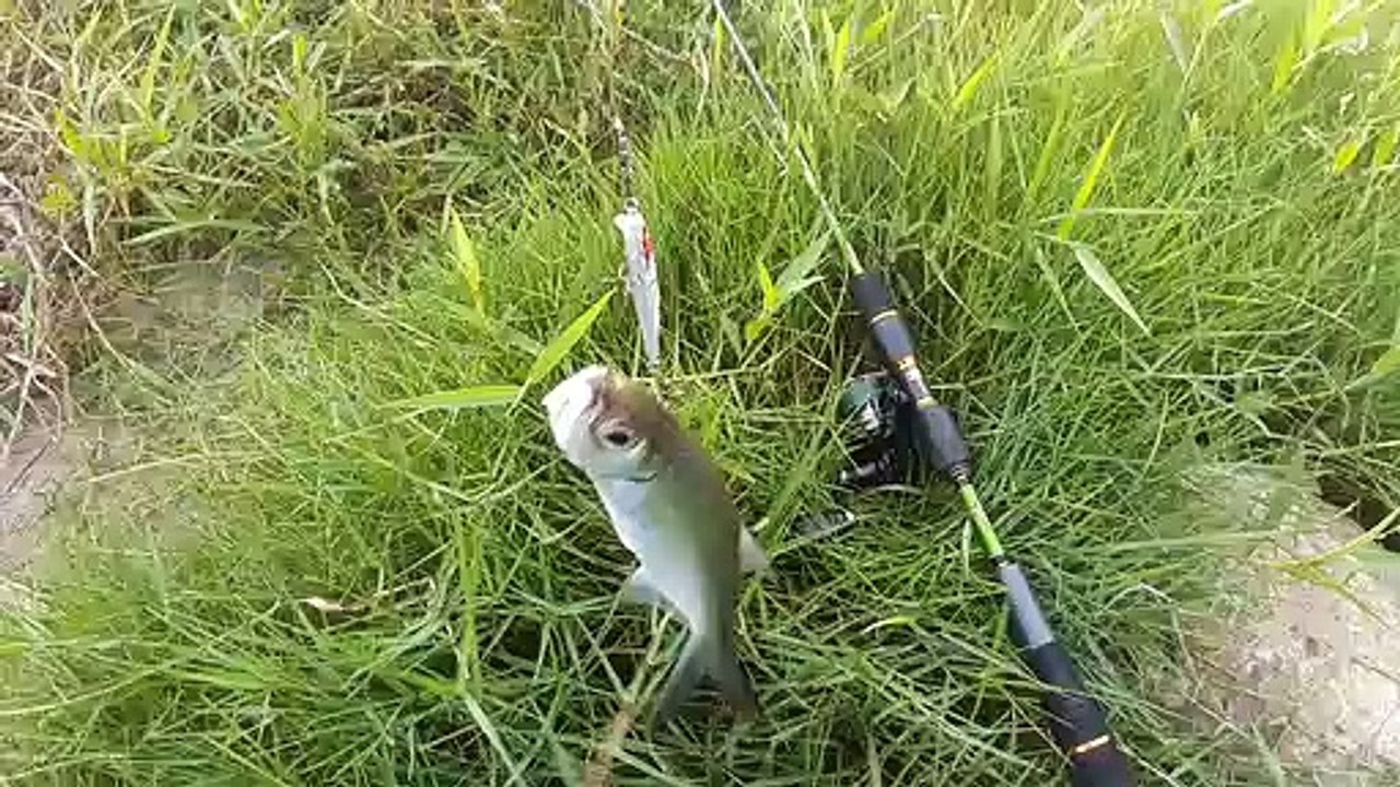 Casting Ikan Tarpon