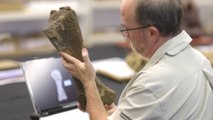 Größter Dinosaurier Australiens entdeckt