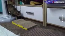 Gato y ratón juegan en la sala de una vivienda como si fueran 'Tom' y 'Jerry'