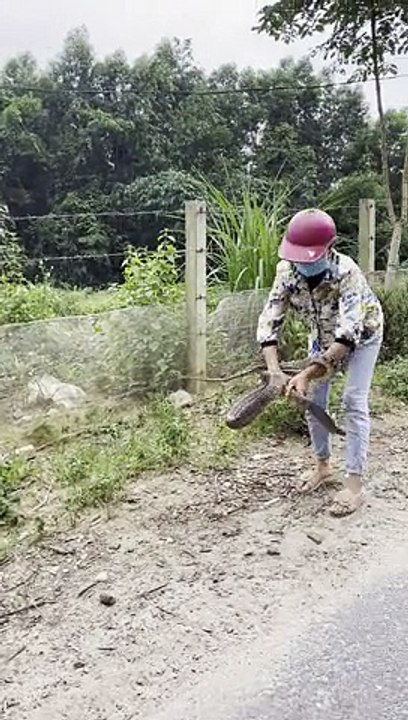 Squirming Snake Caught Barehanded