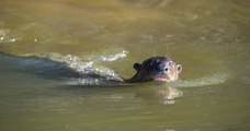 En Argentine, des biologistes ont découvert une loutre géante, une espèce que l'on pensait éteinte