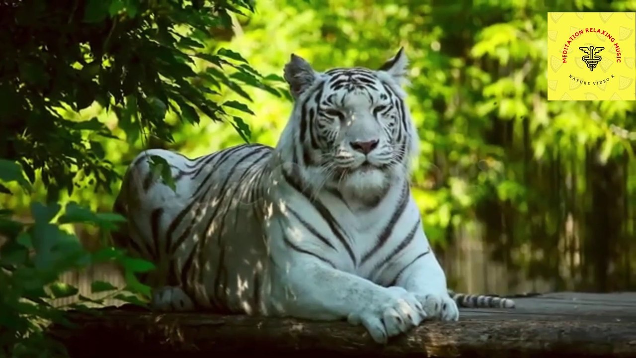 Meditation Relaxing part  4