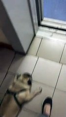 Tired Pug Gets a Bath After a Walk and Rests