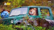 Is This Lion Driving? Crazy Photo Makes It Look Like He’s Going Out for a Spin