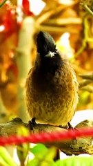 Call Of Pycnonotus Cafer Bulbul Bird