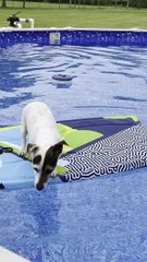 Jack Russell Doesn't Feel Like Playing Dead Today